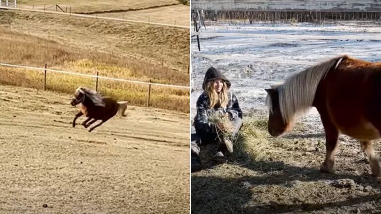 Aggressive Pregnant Pony Changes Her Heart When She Receives A Second Chance At Life In Alberta
