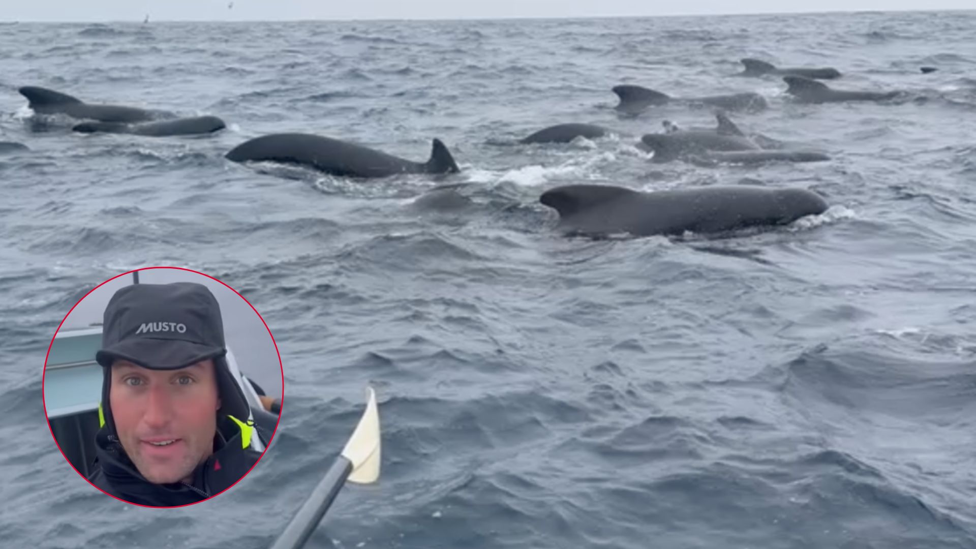 Atlantic Rower Thrilled By Hundreds Of Whales Until One Slams Into His Boat