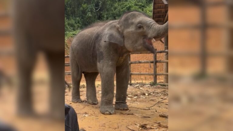 baby elephant chained to a metal pole