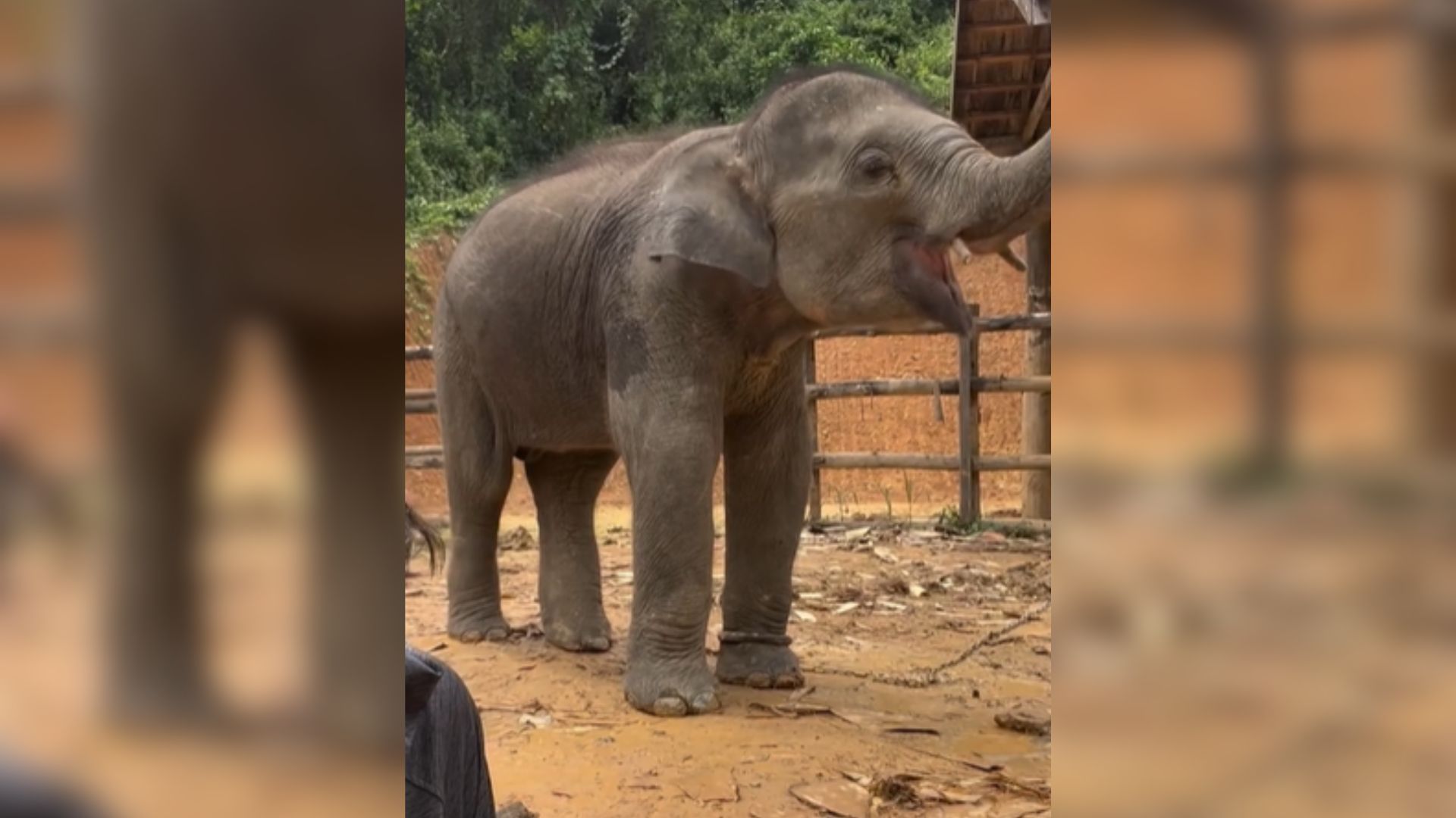 baby elephant chained to a metal pole