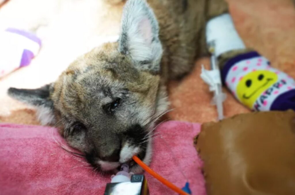 Baby Mountain Lion on infusion