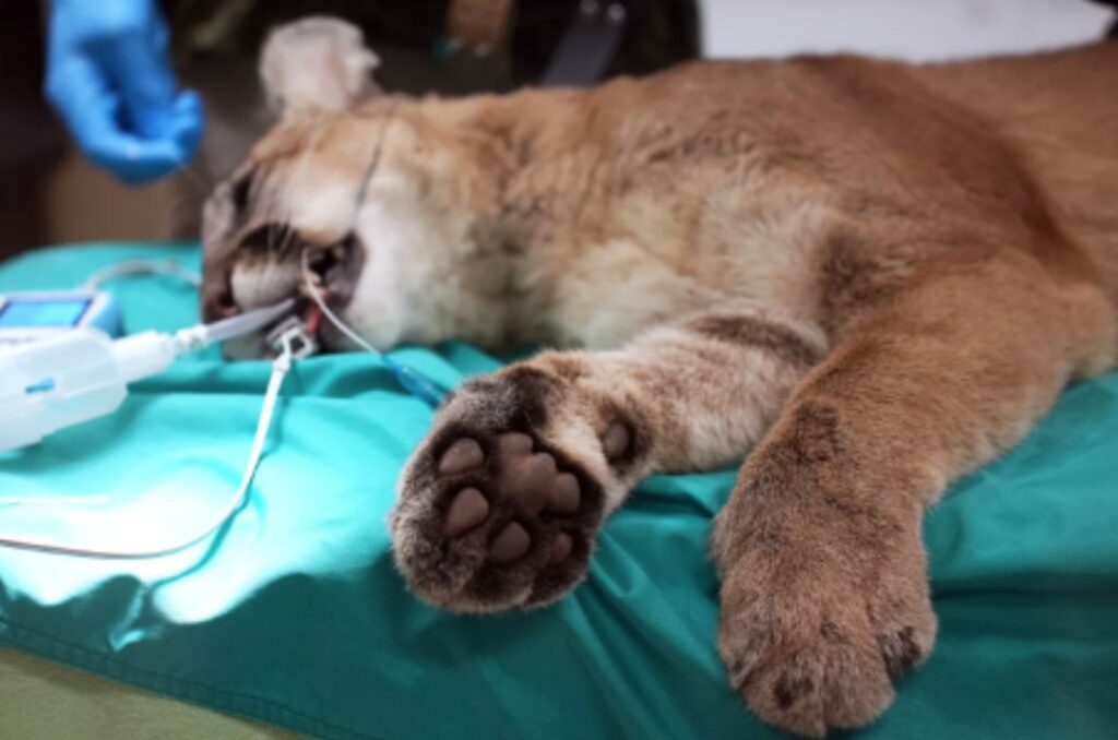 Baby Mountain Lion on the operating table