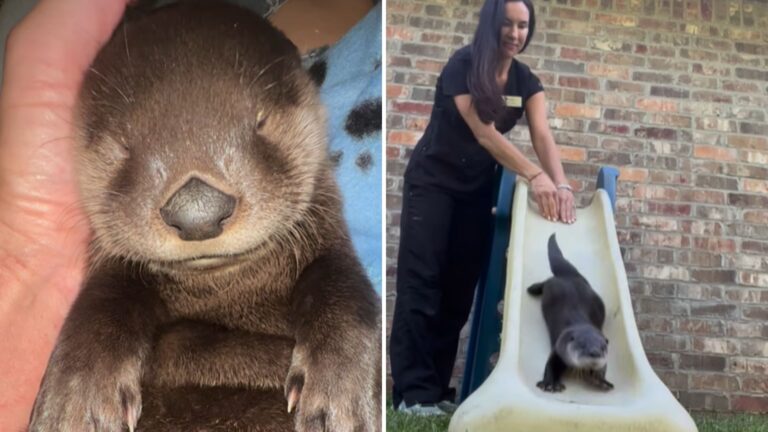 cute baby otter