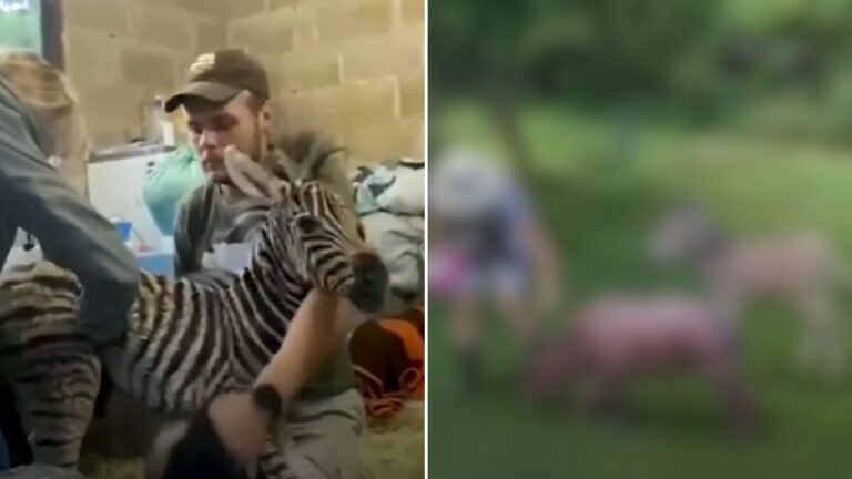 Baby Zebra Begs For Mud Baths