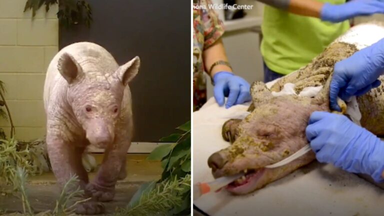 California Residents Shocked As 'Bald Creature' Digging Through Trash Reveals Its True Identity