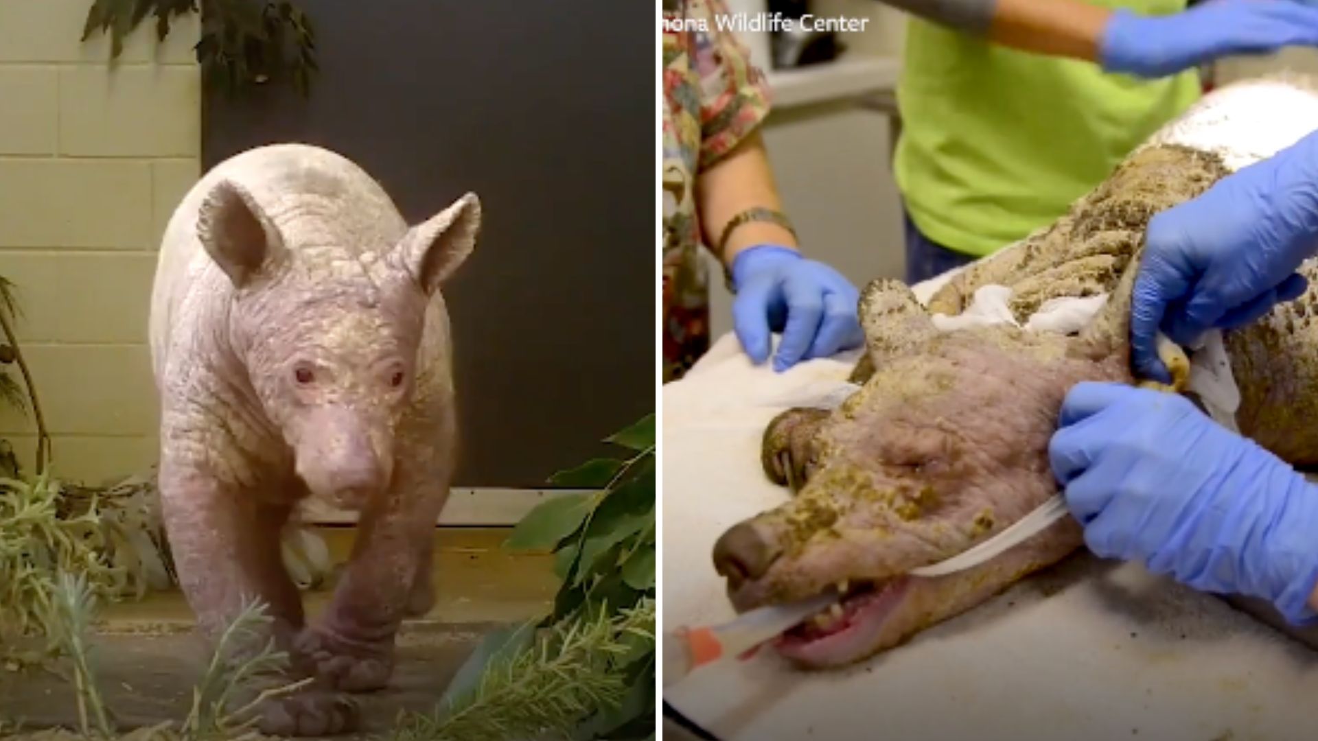 Bear With Skin Disease Discovered In Dumpster Makes Amazing Comeback