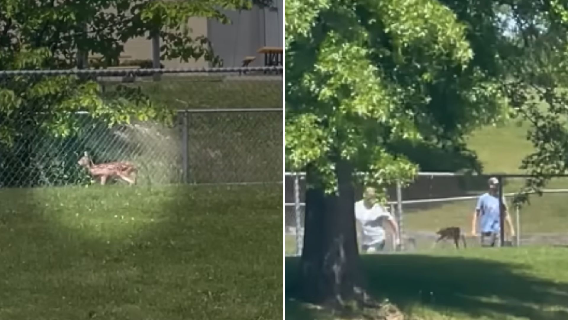 Brave Man Jumps Over A Fence To Rescue A Trapped Fawn Under Its Stressed Mother’s Watchful Eye