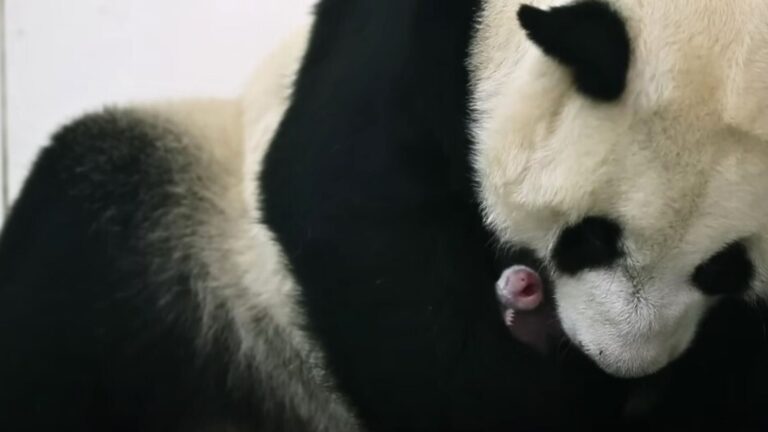 panda embracing her baby