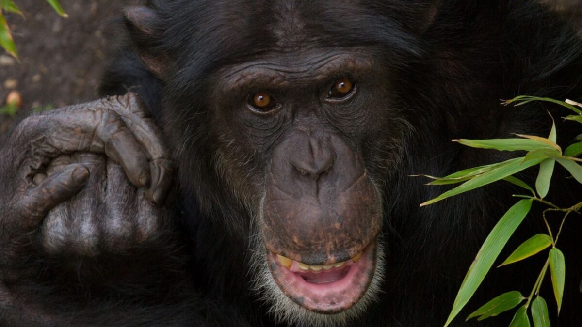 Chimpanzee's Life Ends Tragically After Suffering Severe Injuries At ...