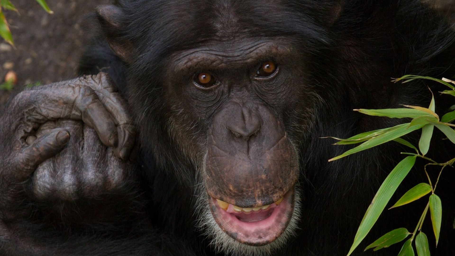 Black Chimpanzee