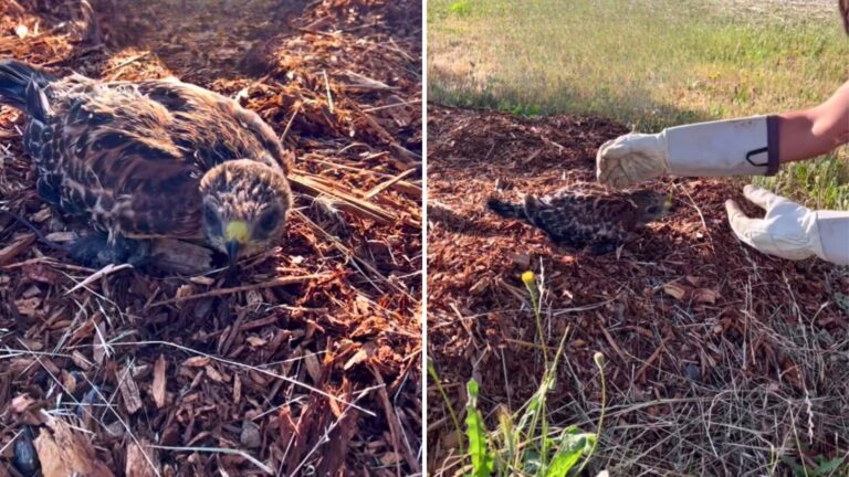 wounded hawk found by woman