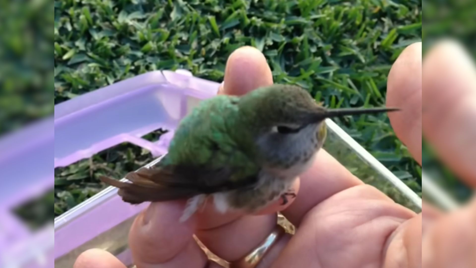 Dehydrated Hummingbird Refuses To Leave Her Rescuer And Peacefully Rests On His Hand