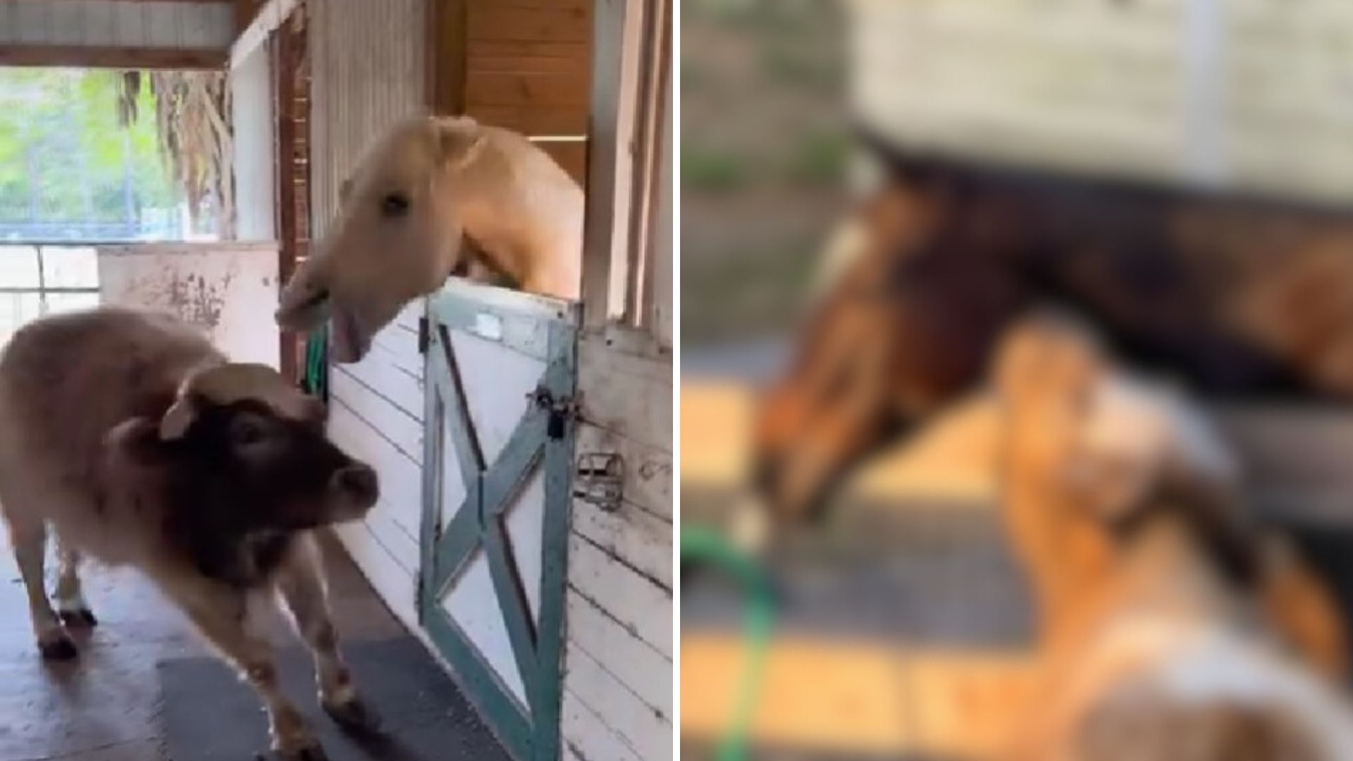 Determined Bull Kept Kissing Horses Despite Rejection Until One Day Everything Changed