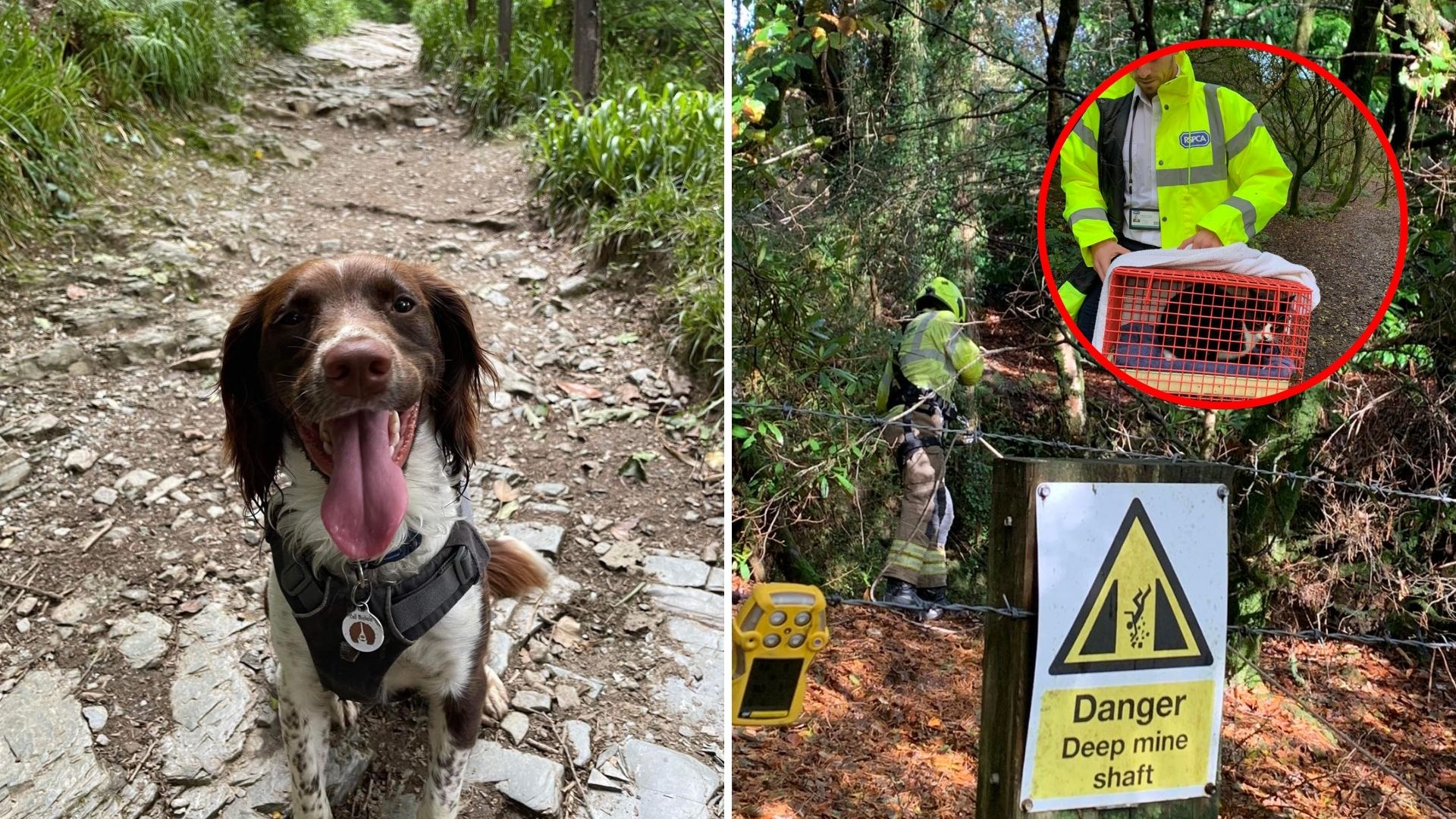 Determined Dog Guides His Owner To A 100-Foot Mine Shaft And Discovers Something Unimaginable