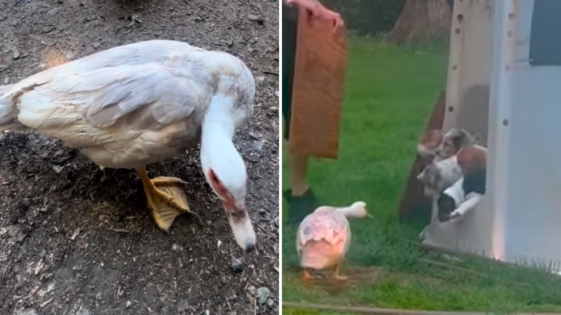 Disabled Duck Rejected By All Finds New Purpose As Loving Nanny To A Litter of Puppies