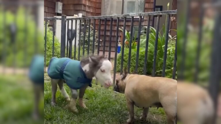Disabled Miniature Horse On The Brink Of Euthanasia Receives A Miraculous Chance To Thrive