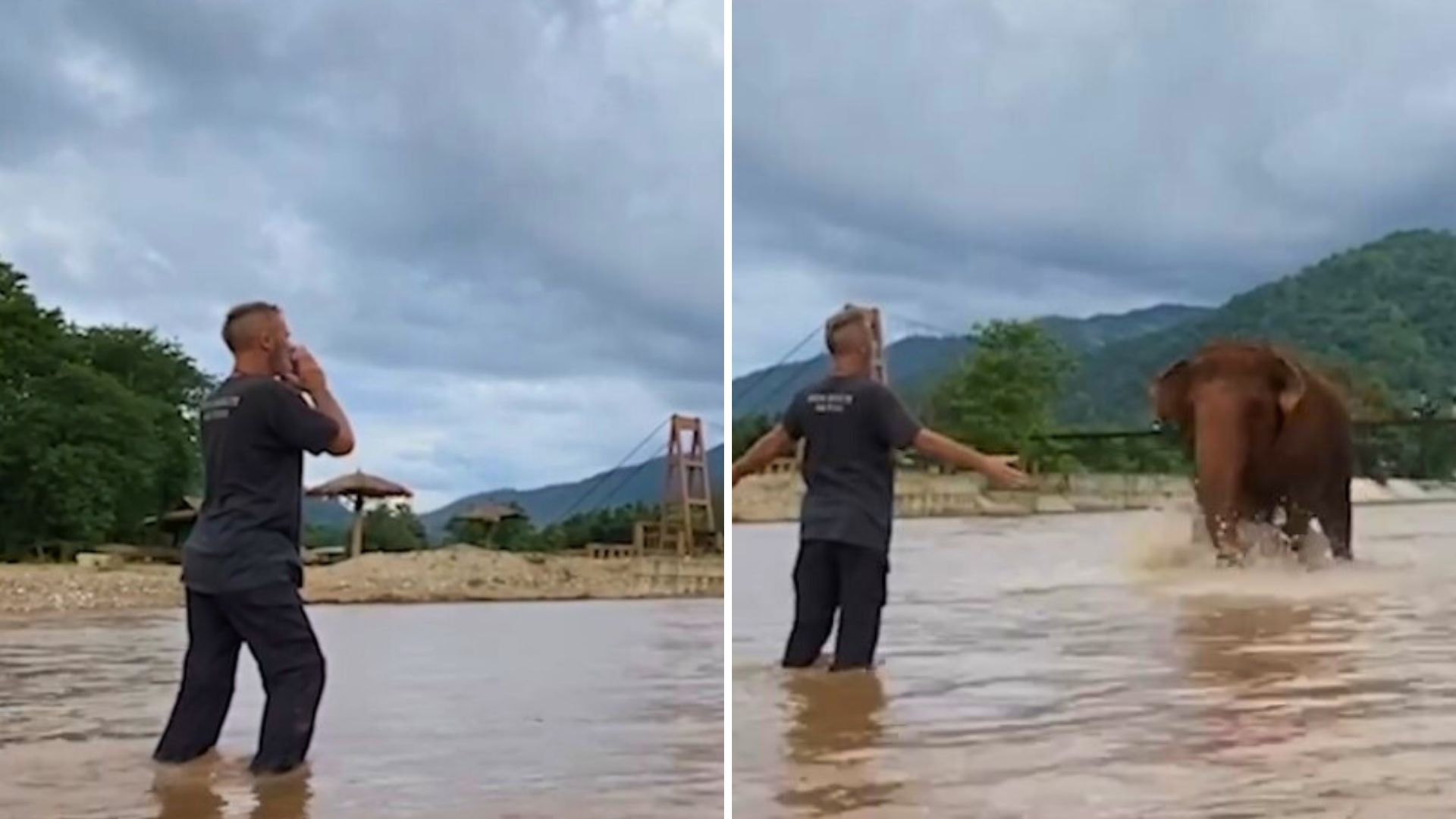 Elephant Rushes To Greet Her Favorite Human Friend Whenever He Calls Her Name