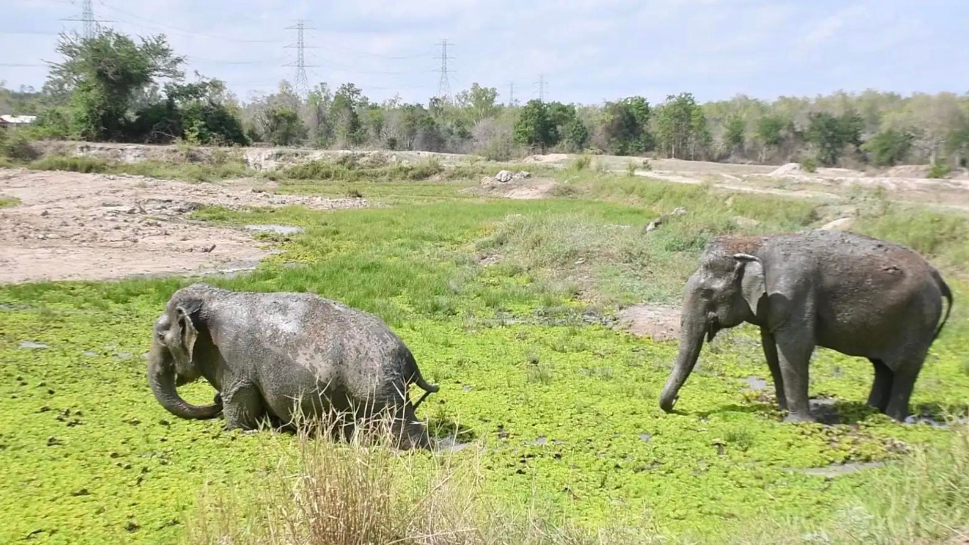 elephants going on swimm