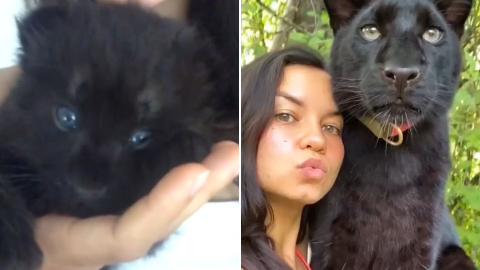 photo of woman and a panther