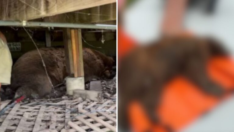 Colorado Family Confronts A Scary Intruder Hiding Beneath Their Home