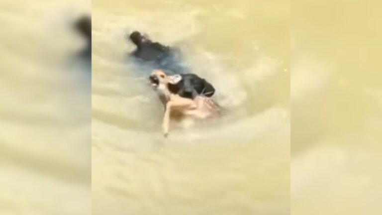 dog saving animal
