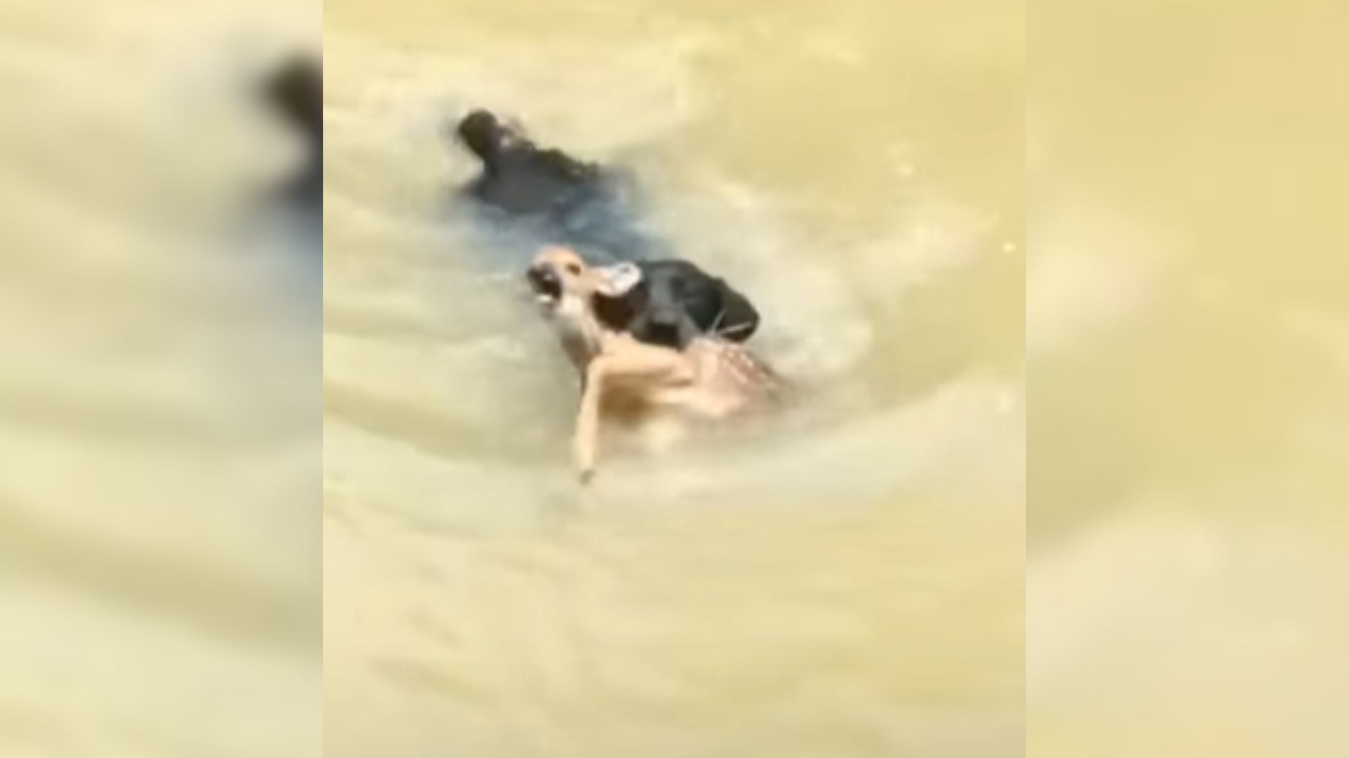 Fearless Dog Risks All To Save A Wild Baby Animal From Drowning