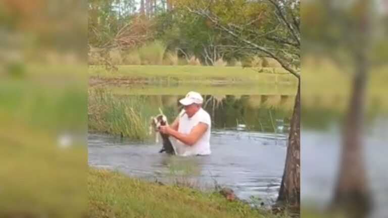 Fierce Florida Man Fights An Alligator