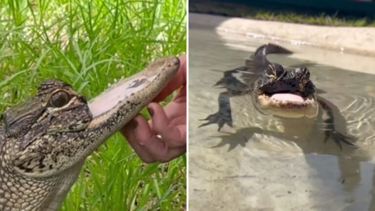Florida Gatorland Shares An Amazing Story About An Alligator Without A Jaw Named Jawlene