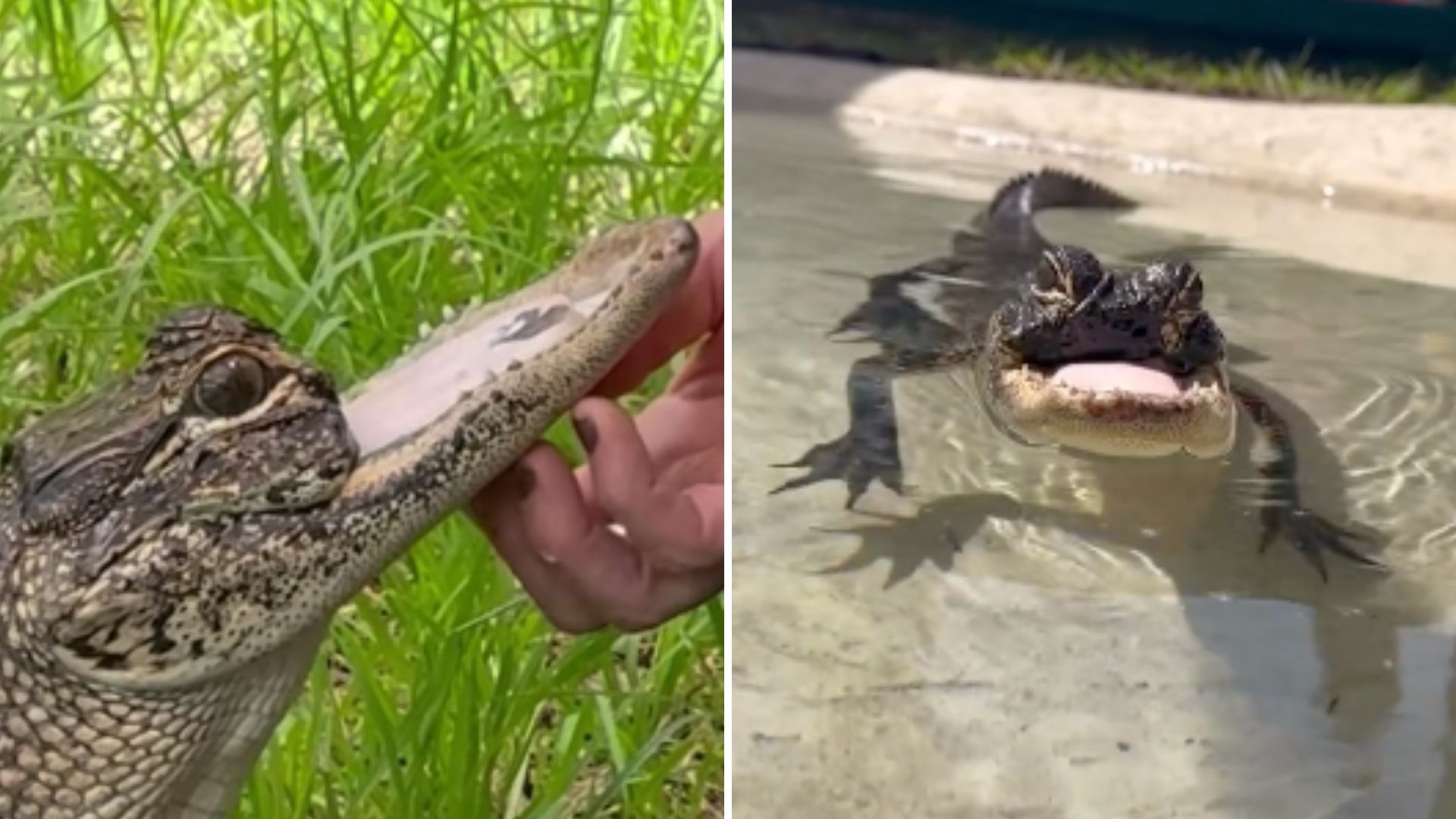 Florida Gatorland Reveals Incredible Survival Story Of Jawlene, An Alligator Missing A Jaw