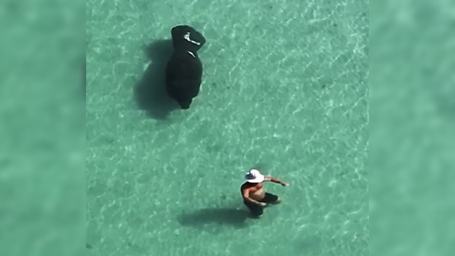 Florida swimmer with manatee behind him