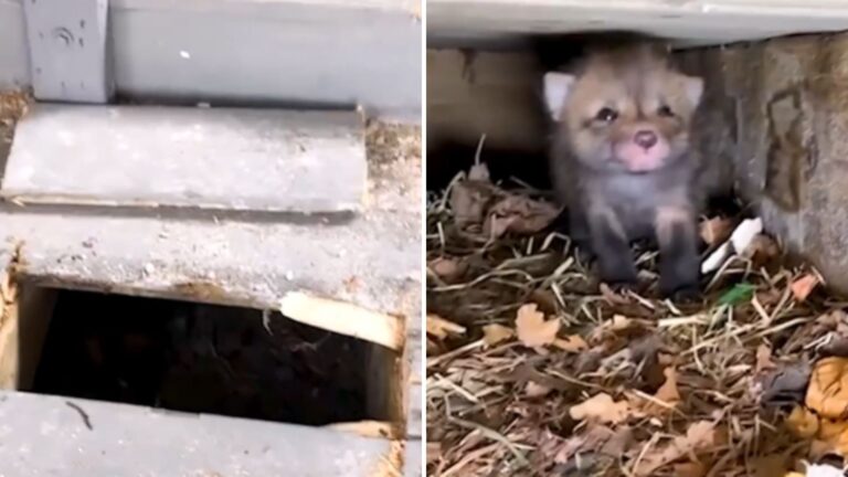 Family Hears Scratching Sounds Under Their Deck And Finds A Wild Little Family Living There