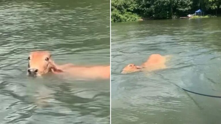 drowning cow