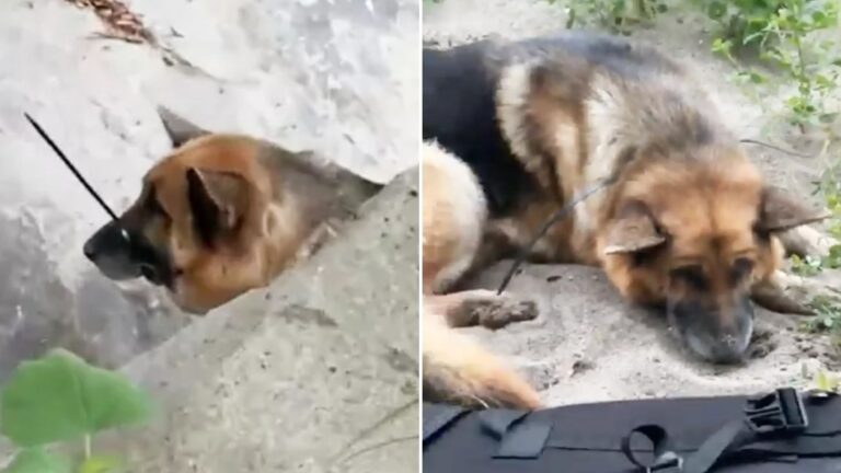 german shepherd found abandoned
