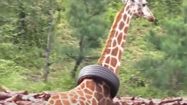 Giraffe Faces A Life-Threatening Situation With An Odd Object Stuck Around Her Neck
