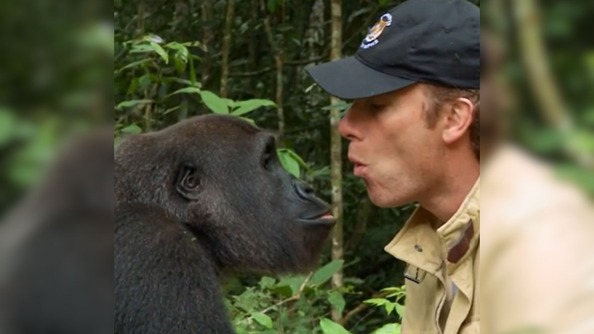 Gorilla Recognizes The Man Who Raised Him After 5 Years Apart And His Reaction Is Unbelievable