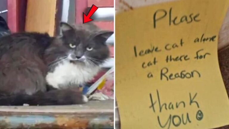 cat with note left