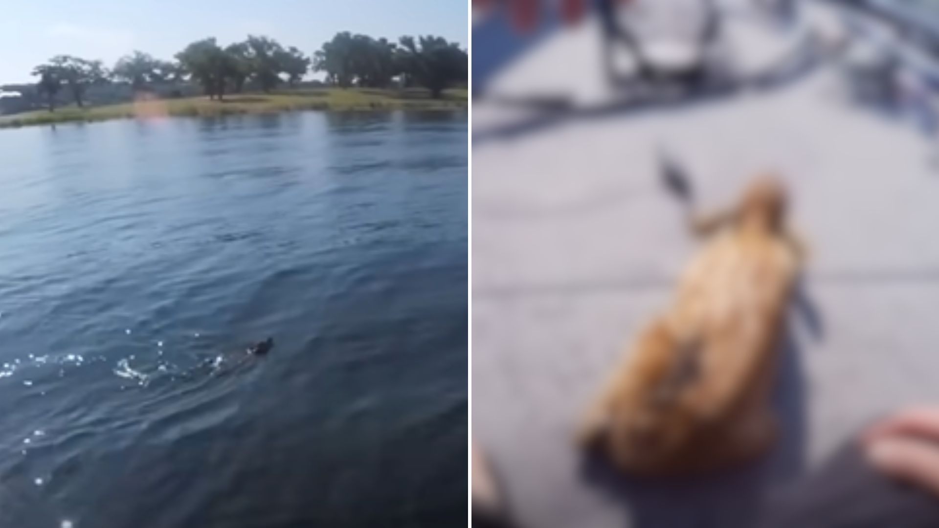 deer paddling in water