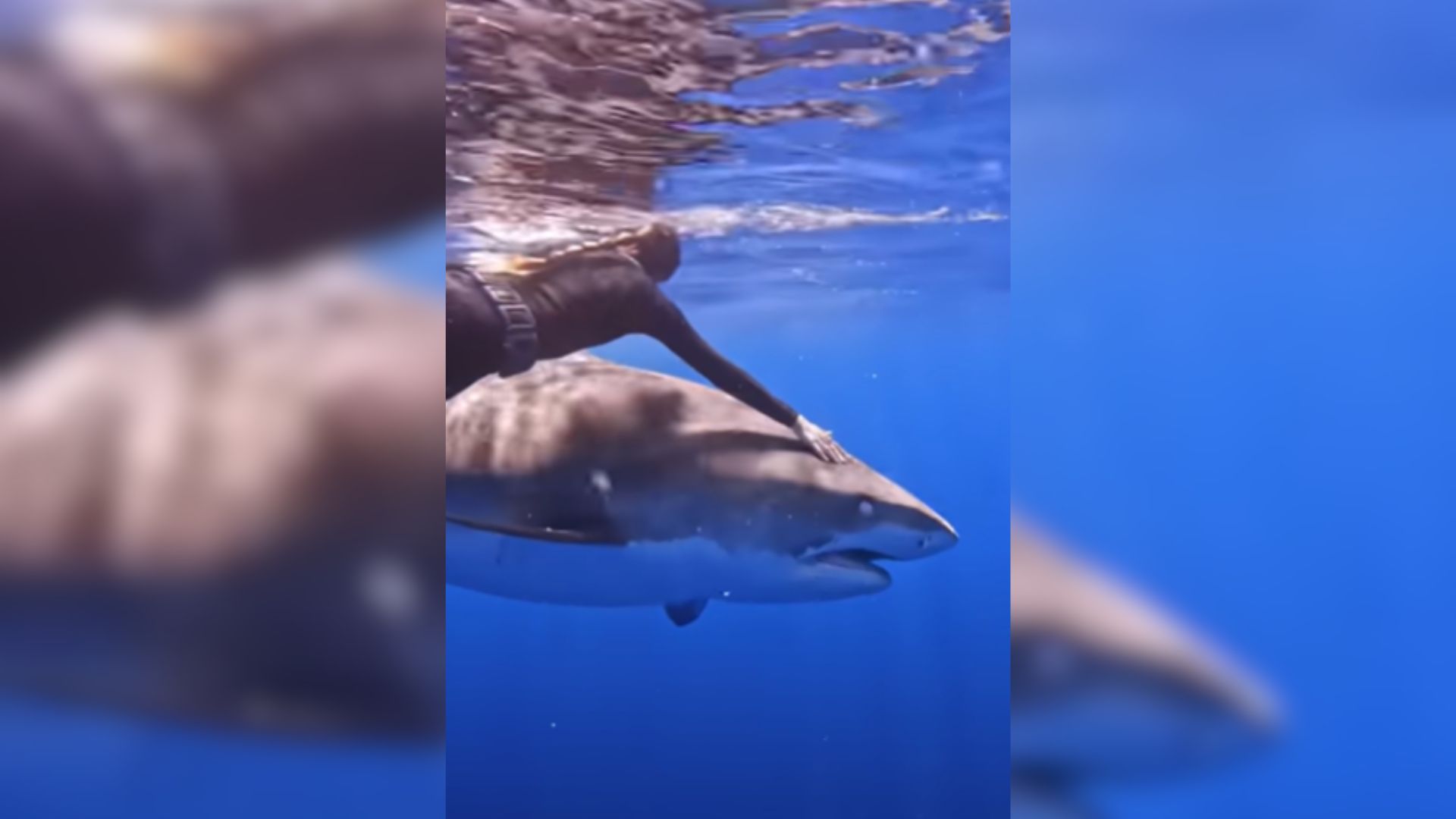 diver touching a shark