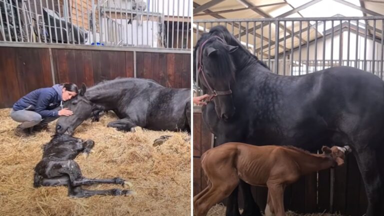 Heartbroken Mother Horse Who Lost Her Own Foal Finds Healing In Accepting An Orphaned Baby