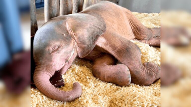 Innocent Baby Elephant Caught In A Snare Suffers Four Unbearable Days Trapped There