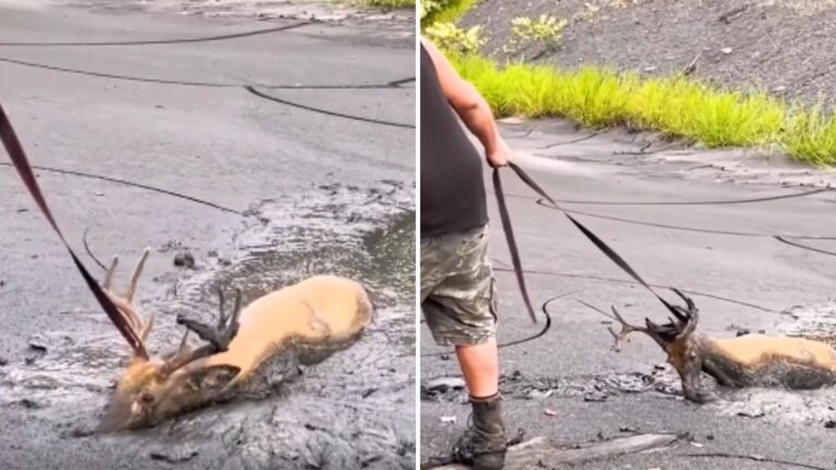 helpless buck stuck in mud