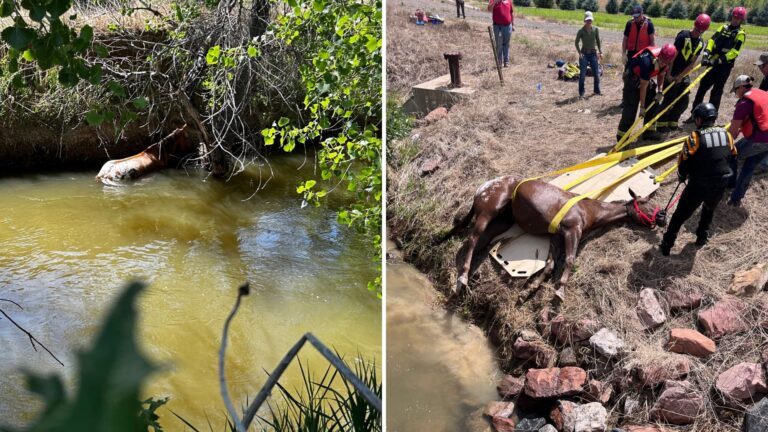 firefighters saves blind horse