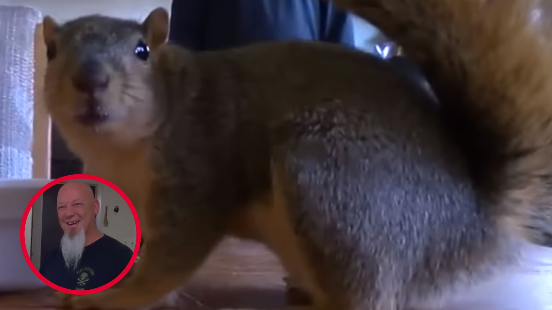 Idaho Burglar Attacked By Brave Pet Squirrel In An Unexpected Break-In Twist