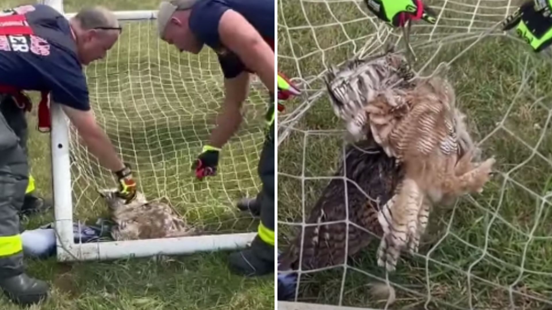 Indianapolis Firefighters Rescue Distressed Owl At Local Soccer Field