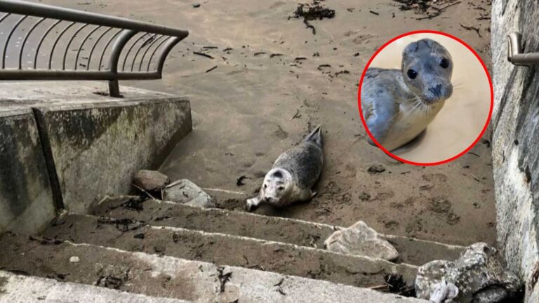 injured seal pup