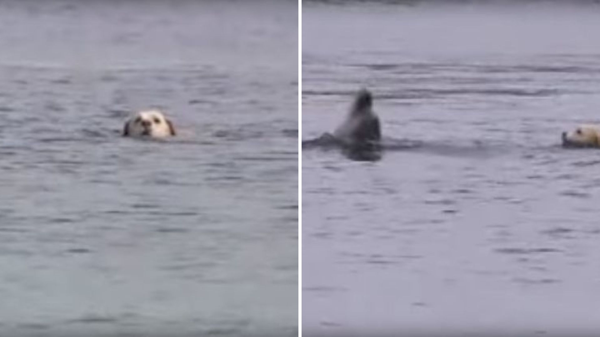 labrador retriever swimming in the ocean