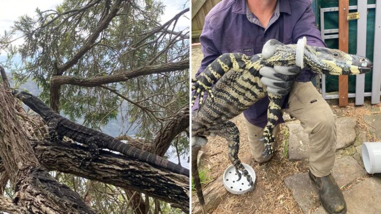 man and lizard