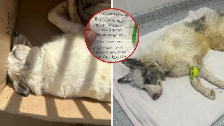 Pennsylvania Woman Finds Lifeless Pup On Her Doorstep, Left In A Box With A Heartbreaking Note