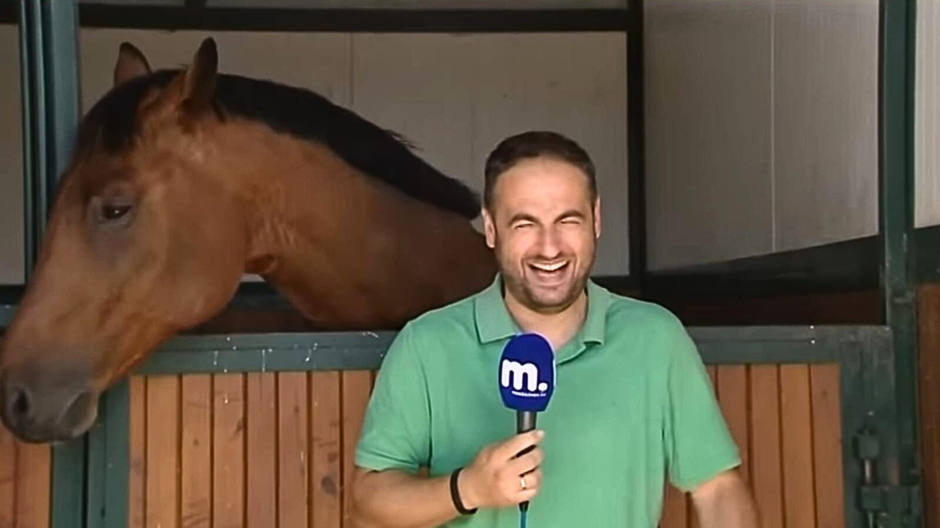 horse steals tv reporters spotlight