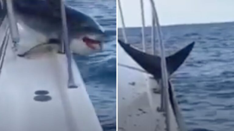 Long Island Scientists Shocked After A 300-Pound Shark Lands On Their Boat